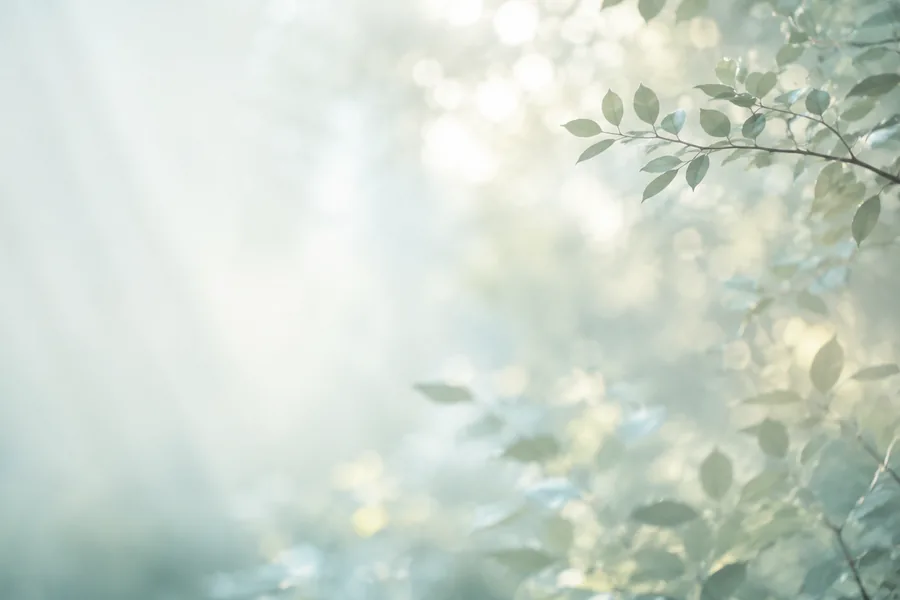 Soft pale leaves in morning light
